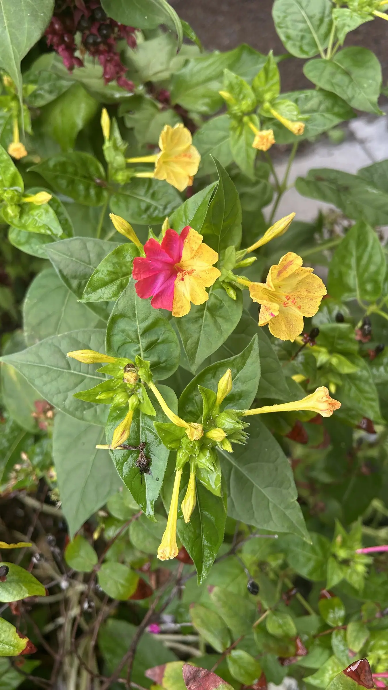 Bloeiende plant met rode en gele bloemen
