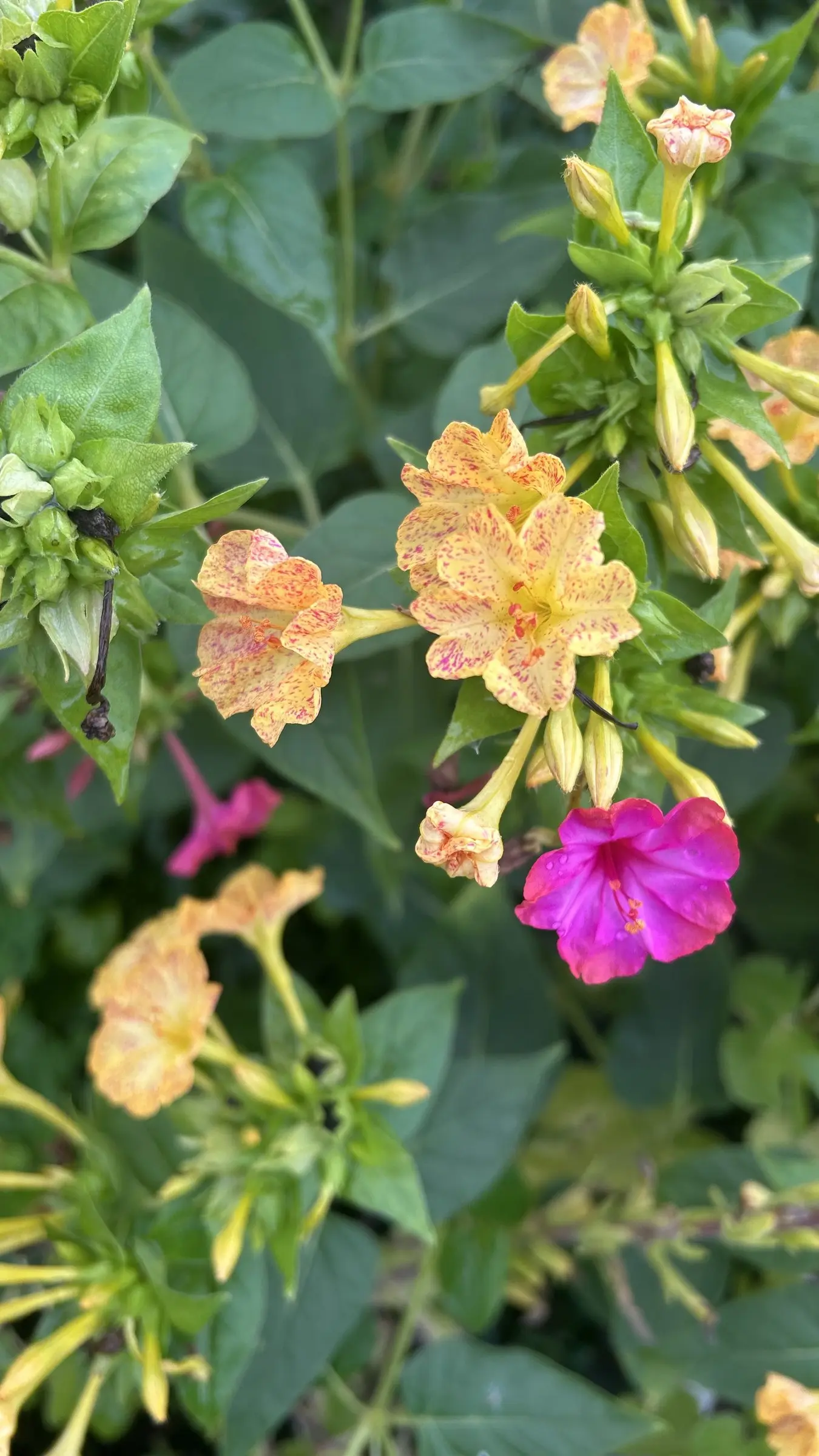 Bloeiende plant met oranje en roze bloemen