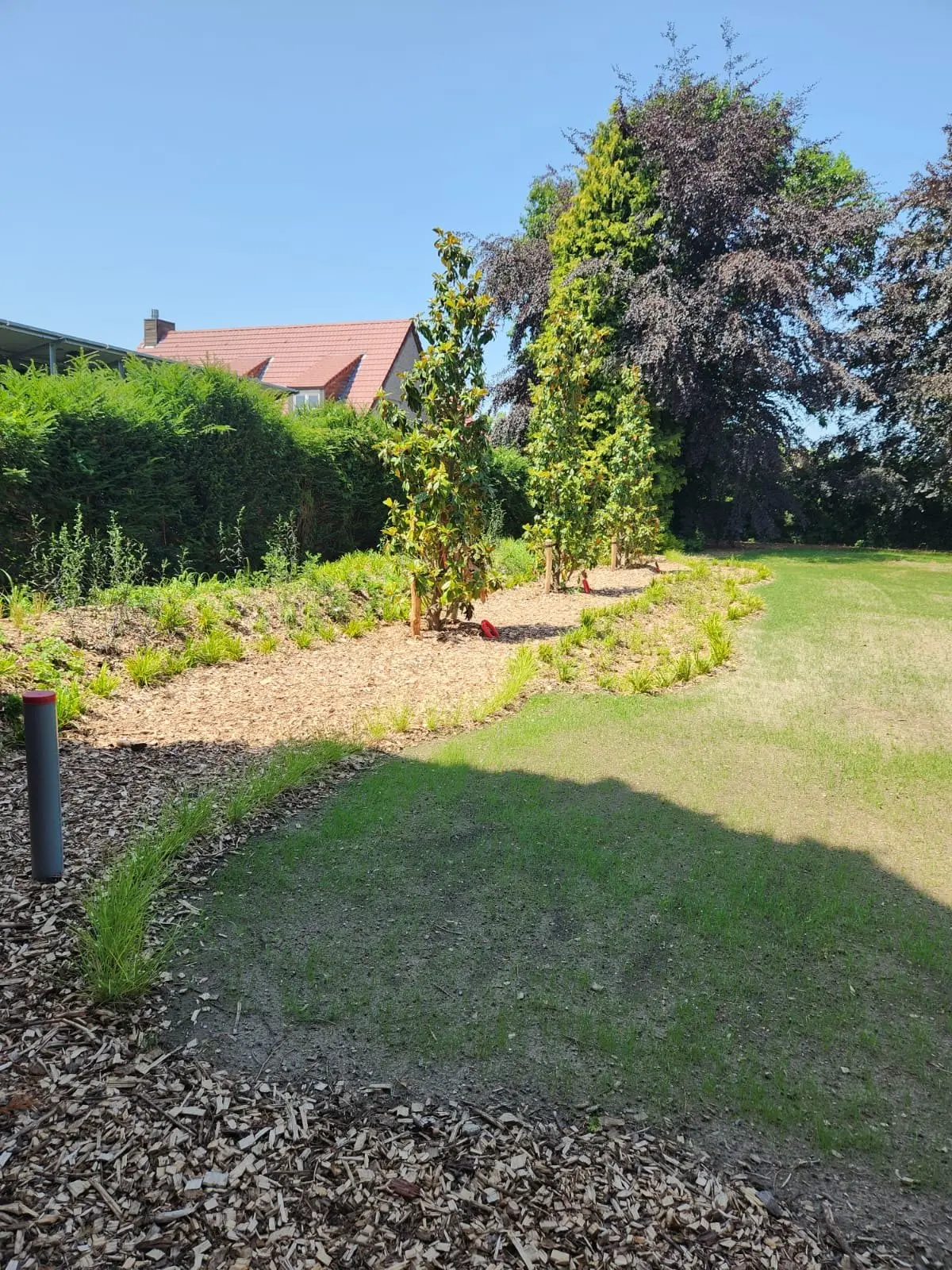 Border met mulch en jonge bomen naast het gazon
